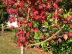 autumn maple 2 (1)(li)